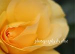Yellow Rose