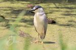 Black-crowned Night Heron