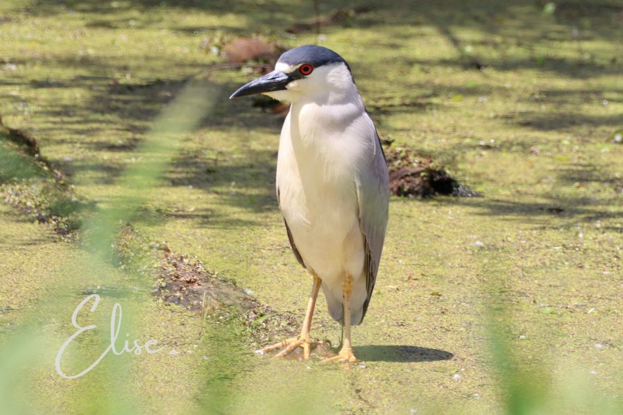photo of a black-corwned night heron in a marsh