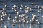 photo of a group of gulls with one having its head up high