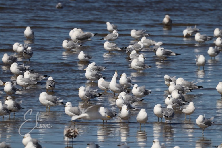 photo of a group of gulls with one having its head up high