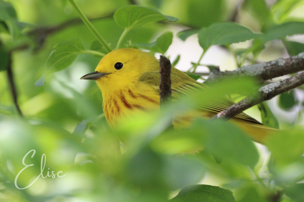 yellow bird