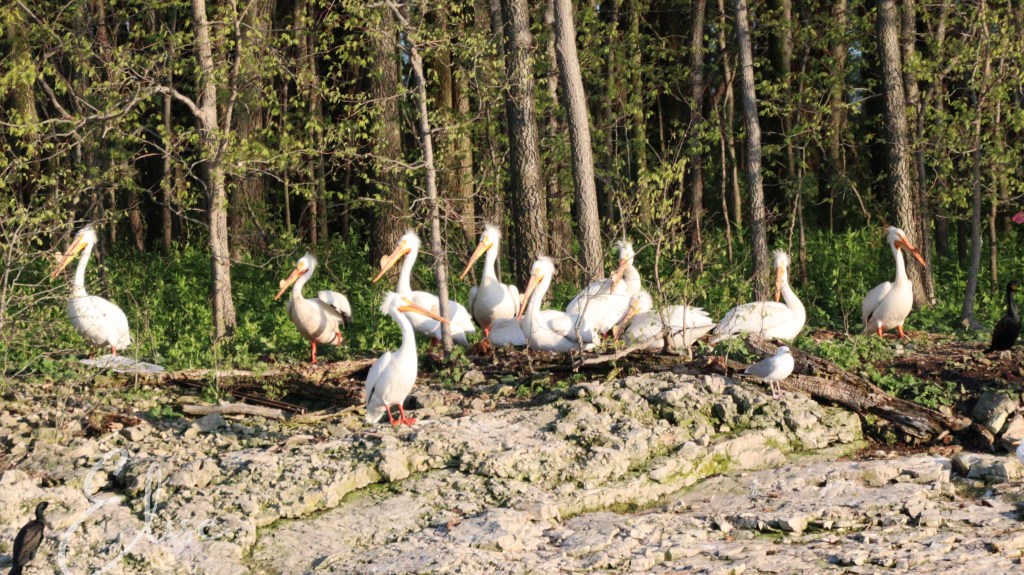 pelicans