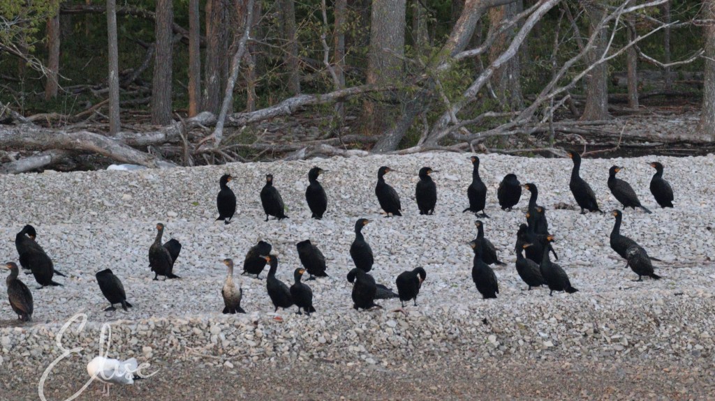 cormorants
