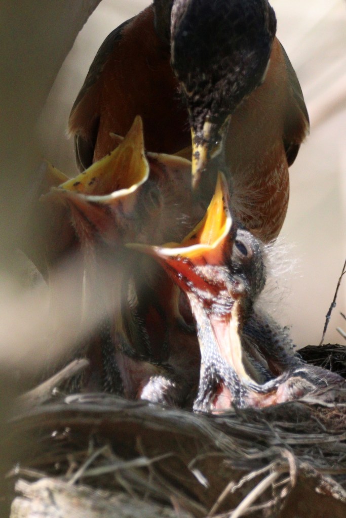 baby robins with mouths open as mom feeds them